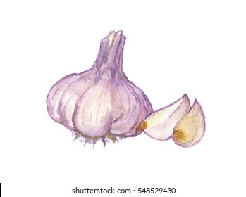 Hand Drawn Watercolor Garlic