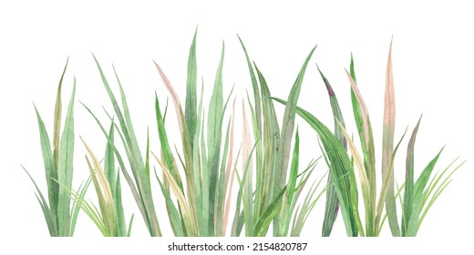 Hand Drawn Watercolor Grass Isolated On White Background. Abstract Grass. Spring. Summer.