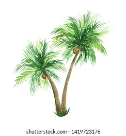 Hand Drawn Watercolor Green Coconut Palm Tree Isolated On White Background