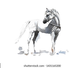 Hand drawn watercolor illustration Arabian white horse for t-shirt, phone case, textile design or decoration