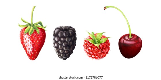 Hand drawn watercolor illustration of berries. Strawberry, blackberry, raspberry, cherry isolated on white background.