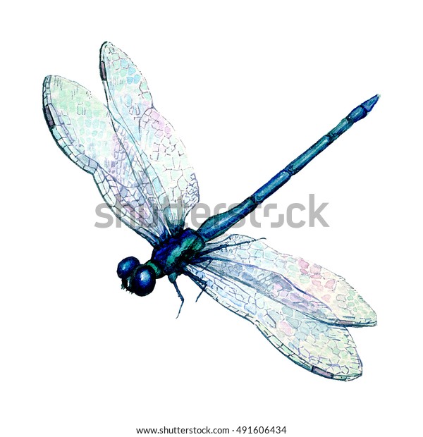 Hand Drawn Watercolor Illustration Blue Dragonfly Stock Illustration ...