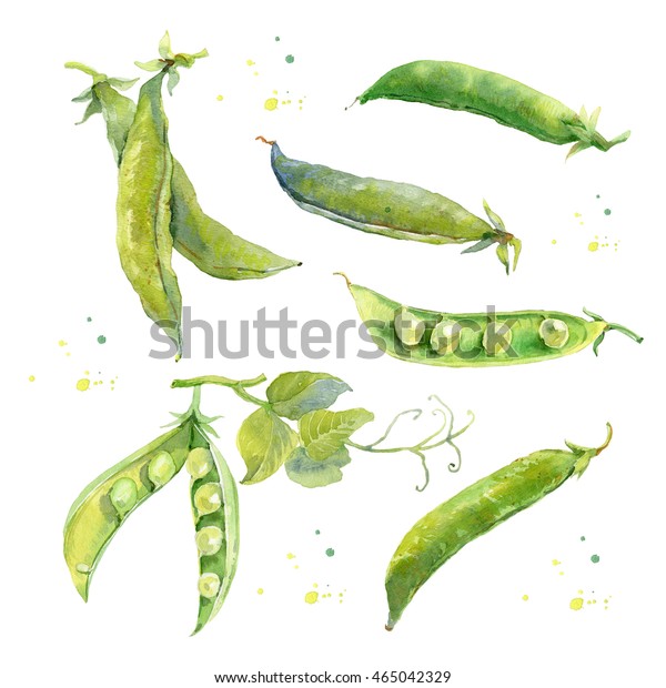 新鮮な緑豆の手描きの水彩イラスト おしっこ 白い背景に水彩画 のイラスト素材