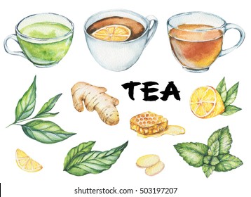 Hand drawn watercolor illustration: Ginger, lemon. mint. tea leaves, herbs, honey, green, black tea. Isolated on white - Powered by Shutterstock