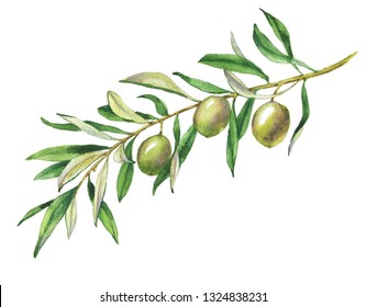 Hand drawn watercolor illustration with green olives and olive branch