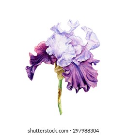 Hand drawn watercolor illustration of Iris. 