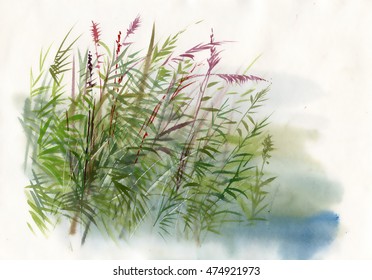 Hand Drawn Watercolor Illustration. Nature Landscape With Reeds.