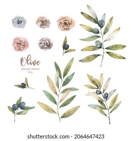 Hand drawn watercolor illustration with olives. Set of the elements: olives, olive branch and wreath on the white background