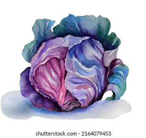 Hand Drawn Watercolor Illustration With Of Red Cabbage Closeup Isolated On White Background