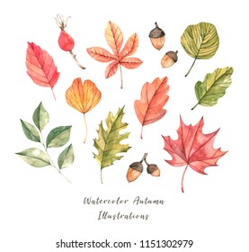 Hand drawn watercolor illustration. Set of fall leaves. Forest design elements. Hello Autumn! Perfect for seasonal advertisement, invitations, cards