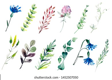 Hand drawn watercolor illustrations isolated on white background. Field flowers and plants. Botany floral design elements  - Shutterstock ID 1452507050