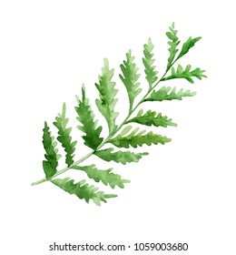 Hand drawn watercolor leaf fern, greens for wedding invitations, greeting cards, banners, business cards, quotes, logos, etc.
