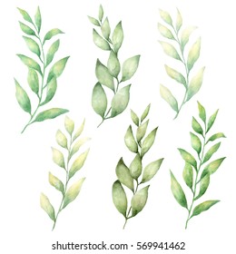 Hand drawn watercolor  leaves set isolated on white.