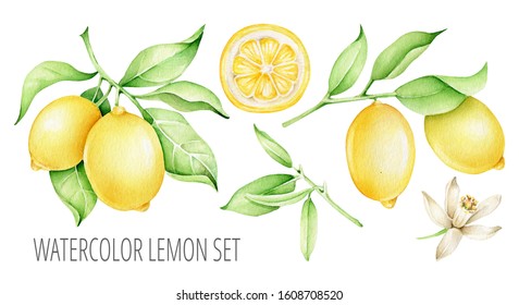 Hand Drawn Watercolor Lemon Set.Realistic Botanical Illustration.Lemon Branch, Lemon Flower, Leaves Isolated On White Background