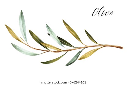 Hand Drawn Watercolor Olive Branch. White Background. Isolated.