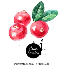 Hand Drawn Watercolor Painting Cranberries On White Background.  Illustration Of Berries