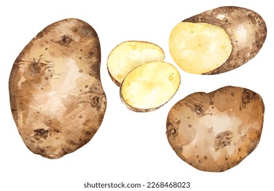 Hand drawn watercolor painting of potato.Hand drawn vegetable illustration.Cooking ingredients.Cut into pieces.Potato sliced. - Powered by Shutterstock