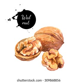 Hand drawn watercolor painting of walnut isolated on white background. Illustration of nut for your design