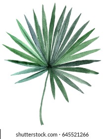 Hand Drawn Watercolor Palm Tree Leaf Isolated On White Background