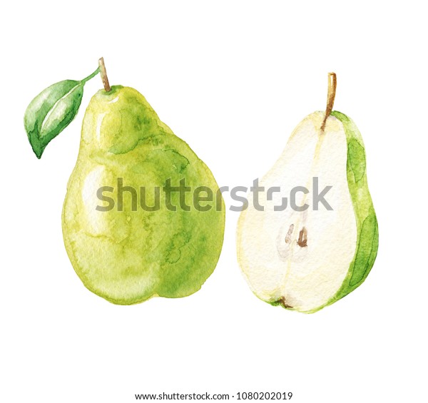 Hand Drawn Watercolor Pears Isolated On Stock Illustration 1080202019 6268