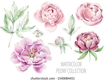 Hand drawn watercolor peonies collection. Watercolor flowers. Pink and violet accent.