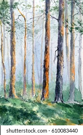 Hand Drawn Watercolor Picture Pine Forest