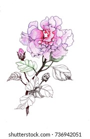 Hand Drawn Watercolor Pink Flower Isolated Stock Illustration 736942051 ...