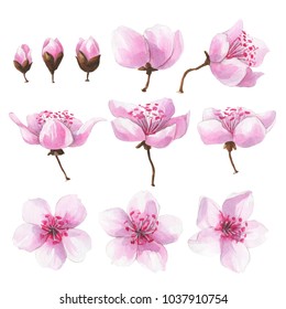 Hand Drawn Watercolor Pink Sakura Flowers Set.