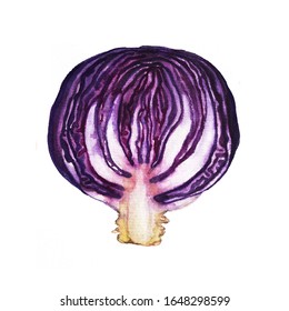 Hand Drawn Watercolor Red Cabbage Illustration Isolated On White Background