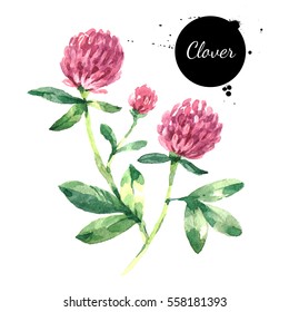 Hand drawn watercolor red clover flower illustration. Painted sketch trifolium pratense herbs botanical isolated on white background