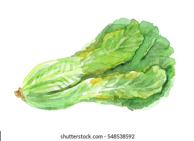 Hand Drawn Watercolor Salad Lettuce
