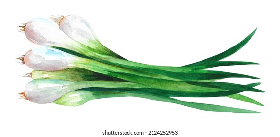 Hand Drawn Watercolor Scallions. Illustration Isolated On White Background.