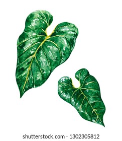 Hand Drawn Watercolor Set Of Anthurium Green Leaves, Tropical And Home Plant, Isolated On White