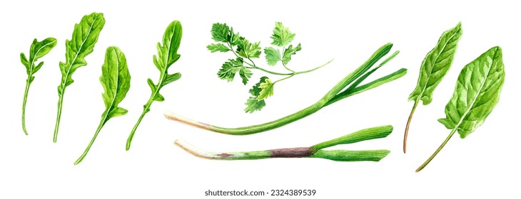 Hand drawn watercolor set of fresh Arugula salad, sorrel, green onions, sprig of parsley vegetables. Illustration isolated.	 - Powered by Shutterstock