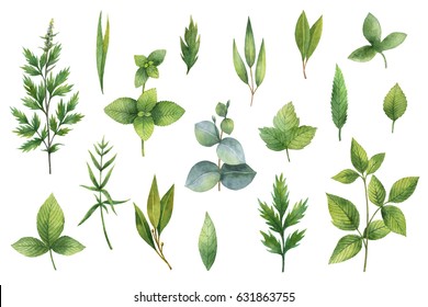 Hand drawn watercolor set green herbs and spices. Illustration for design of natural food, kitchen, market, textiles, decorations, cards.