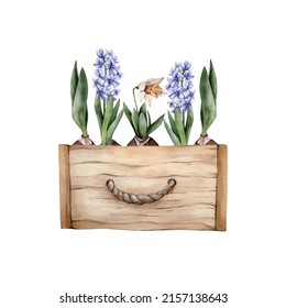 Hand Drawn Watercolor Spring Flowers In A Wooden Box. Watercolour Yellow Daffodils, Blue Hiacinth And Tulip Bulb Floral Cliparts Isolated On White Background. Home Gardening Illustration. 