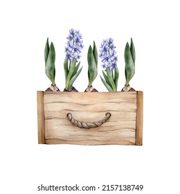 Hand Drawn Watercolor Spring Flowers In A Wooden Box. Watercolour Blue Hiacinth And Tulip Bulb Floral Cliparts Isolated On White Background. Home Gardening Illustration. 