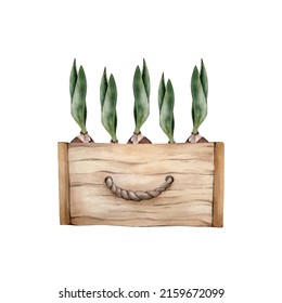 Hand Drawn Watercolor Spring Flowers In A Wooden Box. Watercolour Tulips Bulb Floral Cliparts Isolated On White Background. Home Gardening Illustration. 