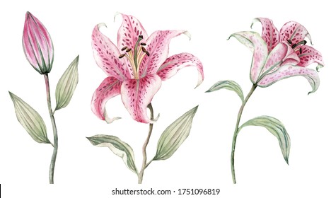 Hand drawn watercolor tiger lily flowers bouquet. Illustration in vintage style