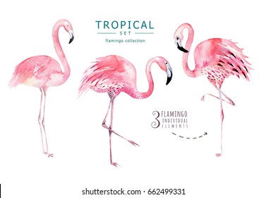 Hand drawn watercolor tropical birds set of flamingo. Exotic rose bird illustrations, jungle tree, brazil trendy art. Perfect for fabric design. Aloha collection.