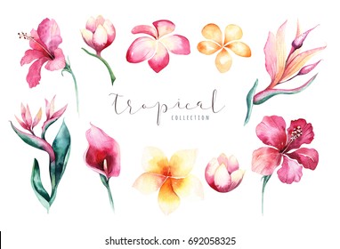 Hand drawn watercolor tropical flower set . Exotic palm leaves, jungle tree, brazil tropic botany elements and flowers. Perfect for fabric design. Aloha collection.