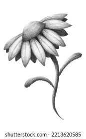 Hand Made Graphite Daisy Flower