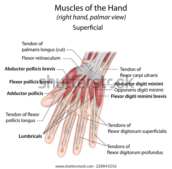 Suchen Sie Nach Handmuskeln Palmar Aspekt Oberflachlich Gekennzeichnet Stockbildern In Hd Und Millionen Weiteren Lizenzfreien Stockfotos Illustrationen Und Vektorgrafiken In Der Shutterstock Kollektion Jeden Tag Werden Tausende Neue Hochwertige