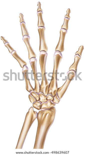 Hand Normal Bones Joints Stock Illustration 498639607