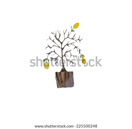 hand paint watercolor lemon tree pot stock illustration 225500248