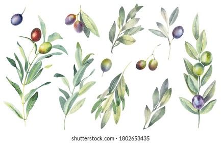 Hand paint watercolor set of olive branches and leaves, isolated on white background. Perfect for creating cards, print, wedding and fashion design.