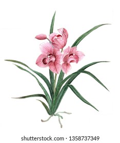 Hand painted Chinese painting ink 
Cattleya  Cymbidium hookerianum orchids