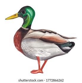 Hand Painted Duck Illustration Realistic Illustration Stock ...