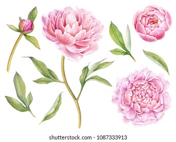 Watercolor Peonies Set Hand Drawn Botanical Stock Illustration 1017740116