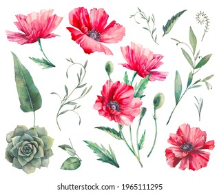 Hand painted floral elements set. Watercolor botanical illustration of poppy, succulent, fern and leaves. Natural objects isolated on white background